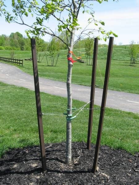 how to stake an apple tree|staking young fruit trees.